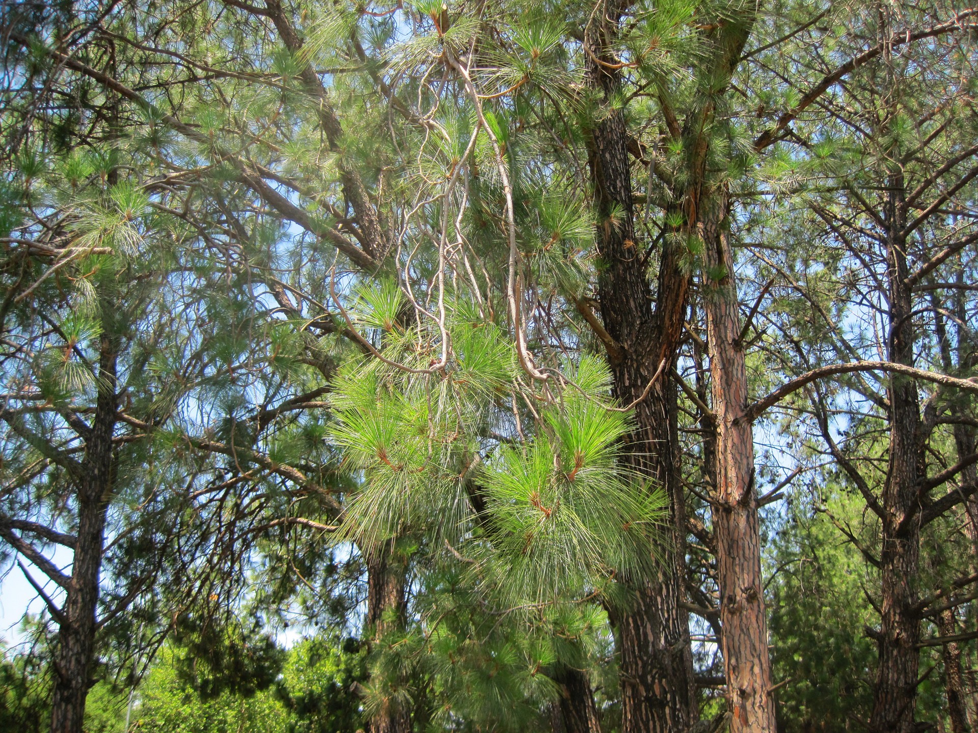 tree pine needles free photo