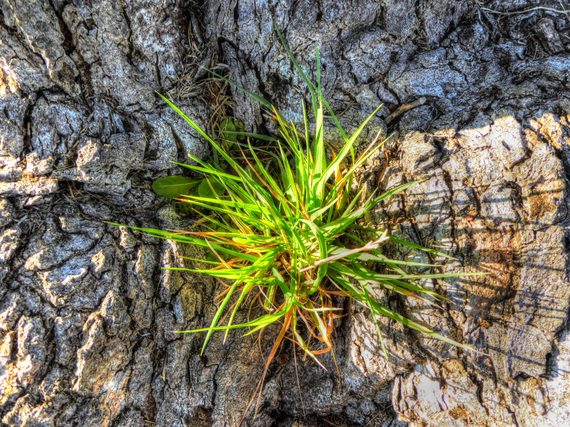 pine pine tree sprout free photo