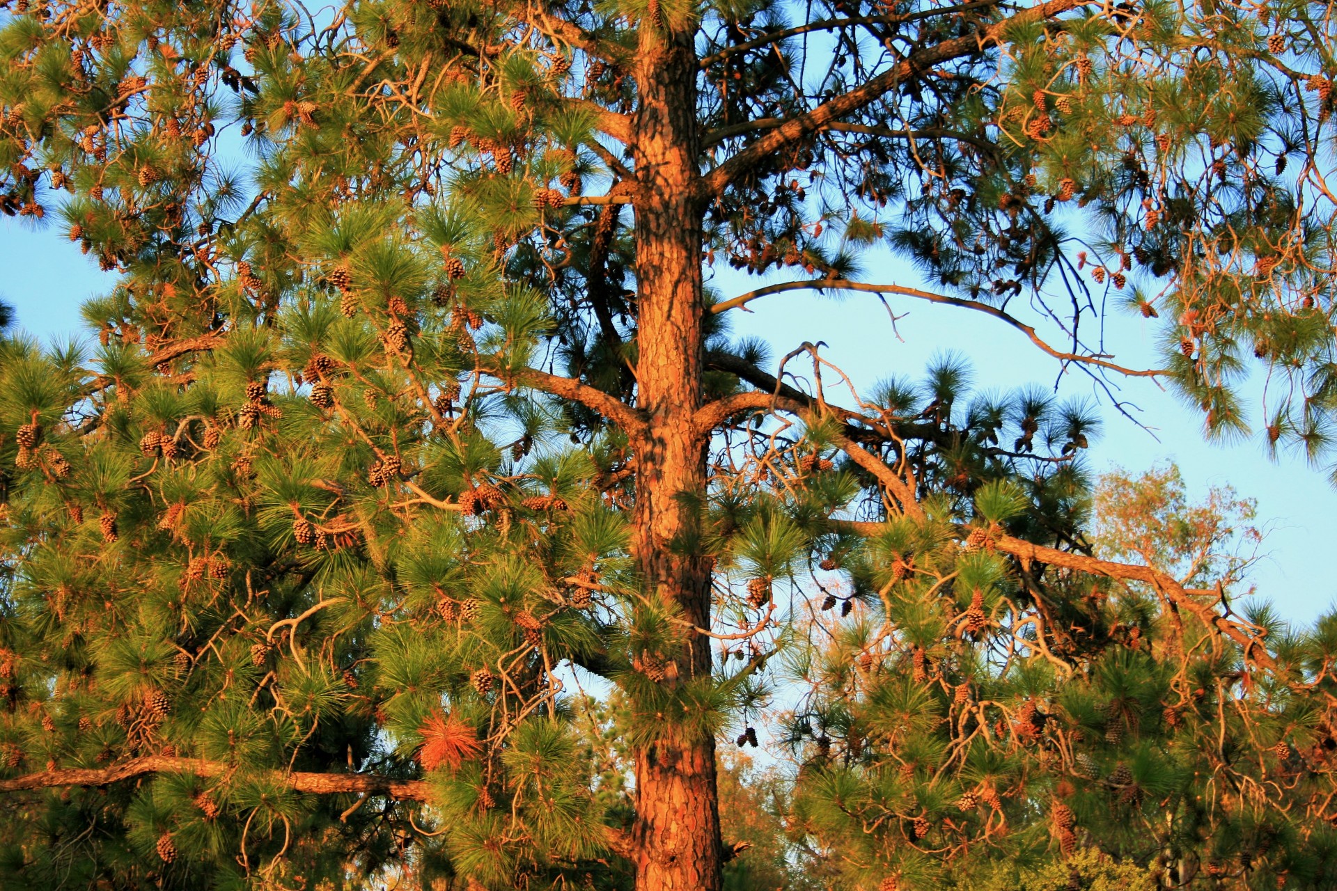 tree pine cones free photo