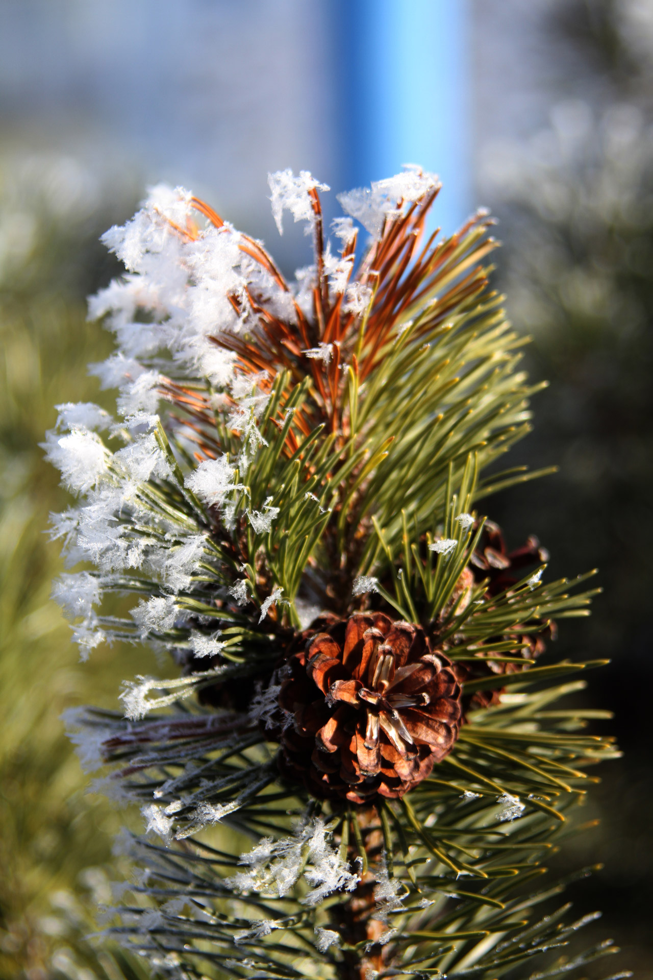 pine tree cone free photo