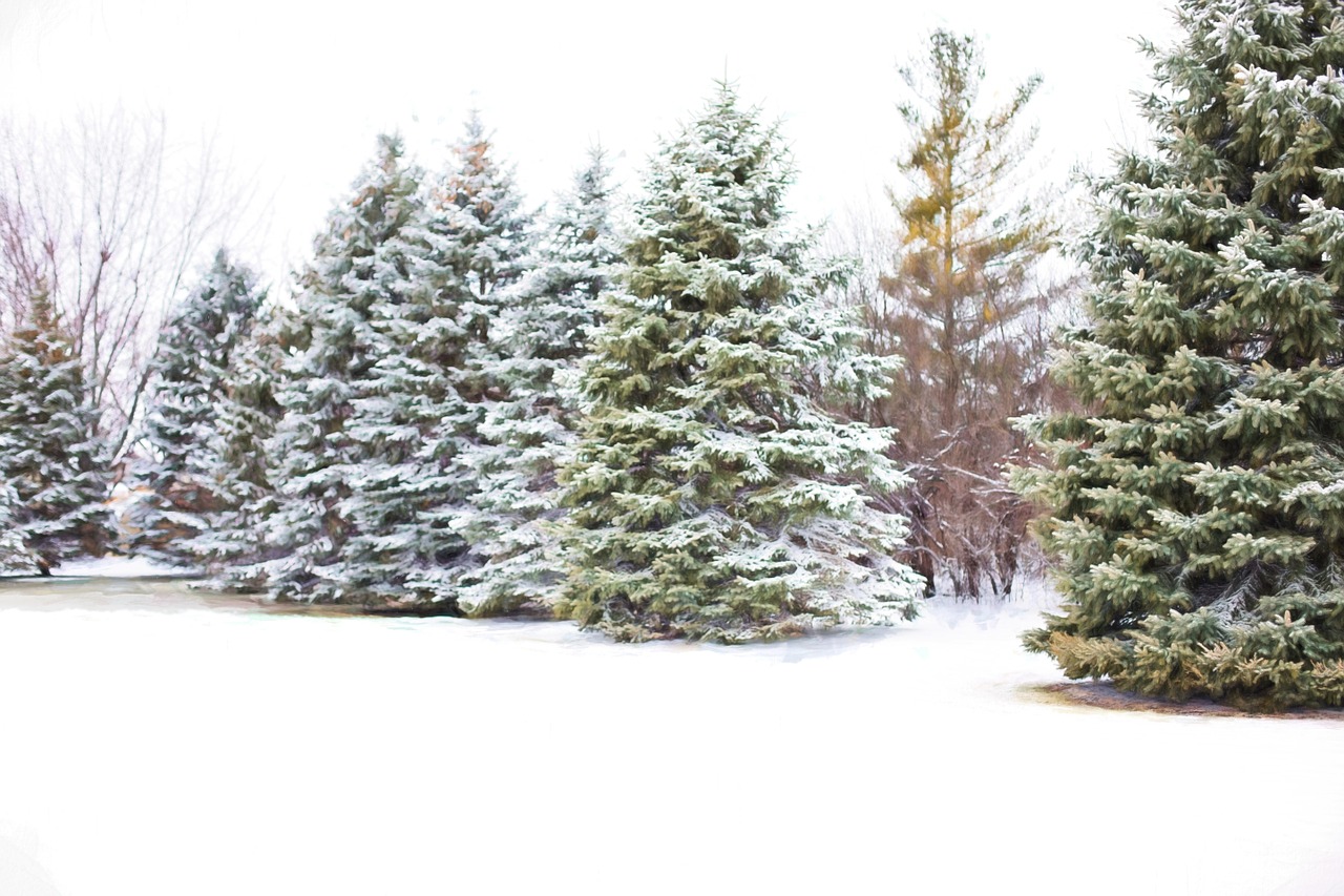 pine trees evergreens snow in pine trees free photo