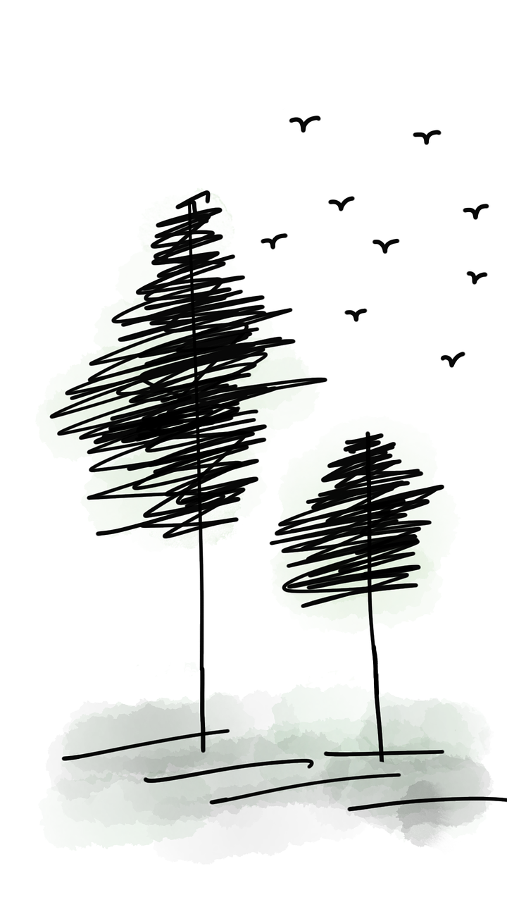 pine trees birds forest free photo