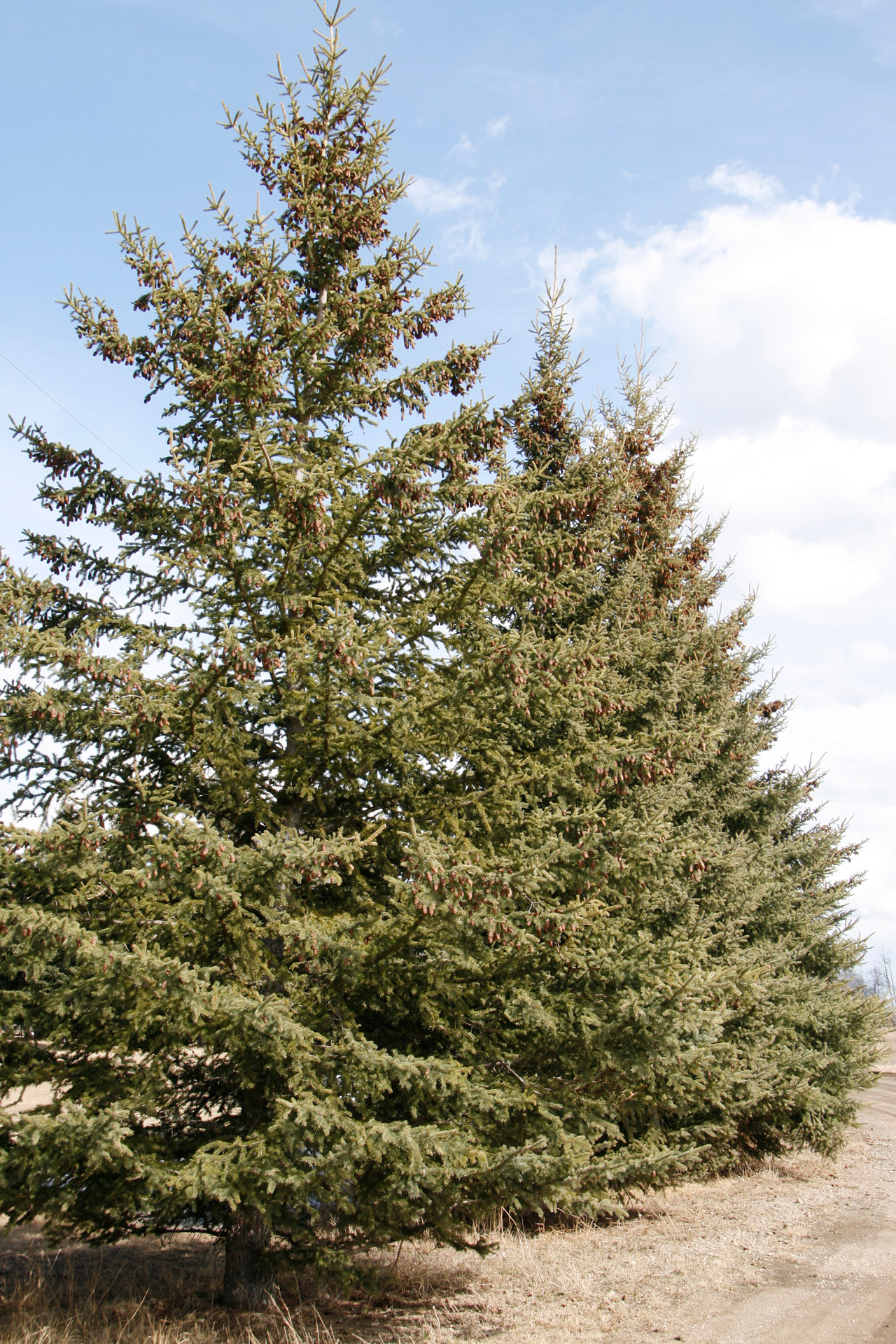 pine trees pine trees free photo