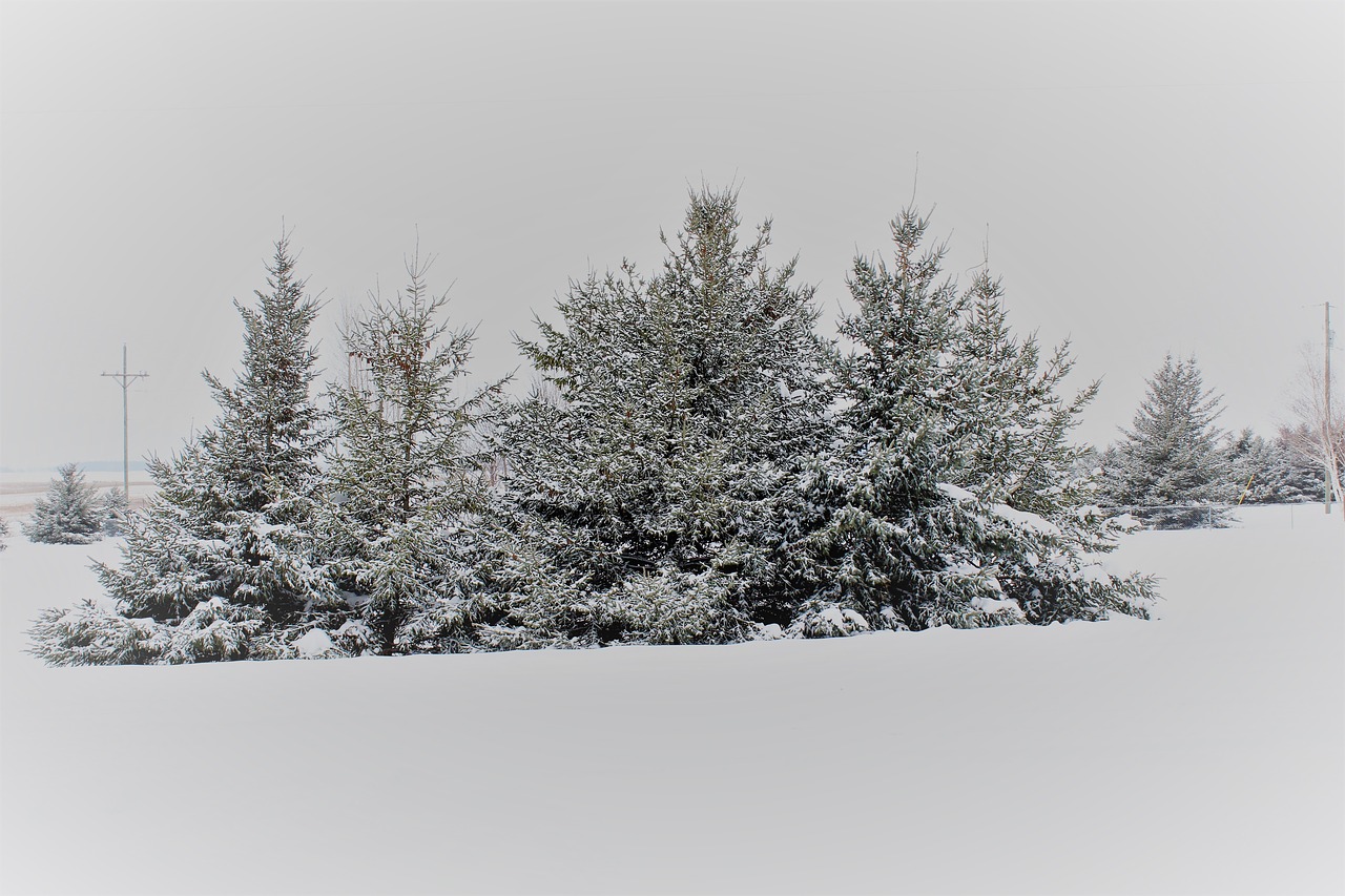 pine trees snow covered trees snow covered pine trees free photo