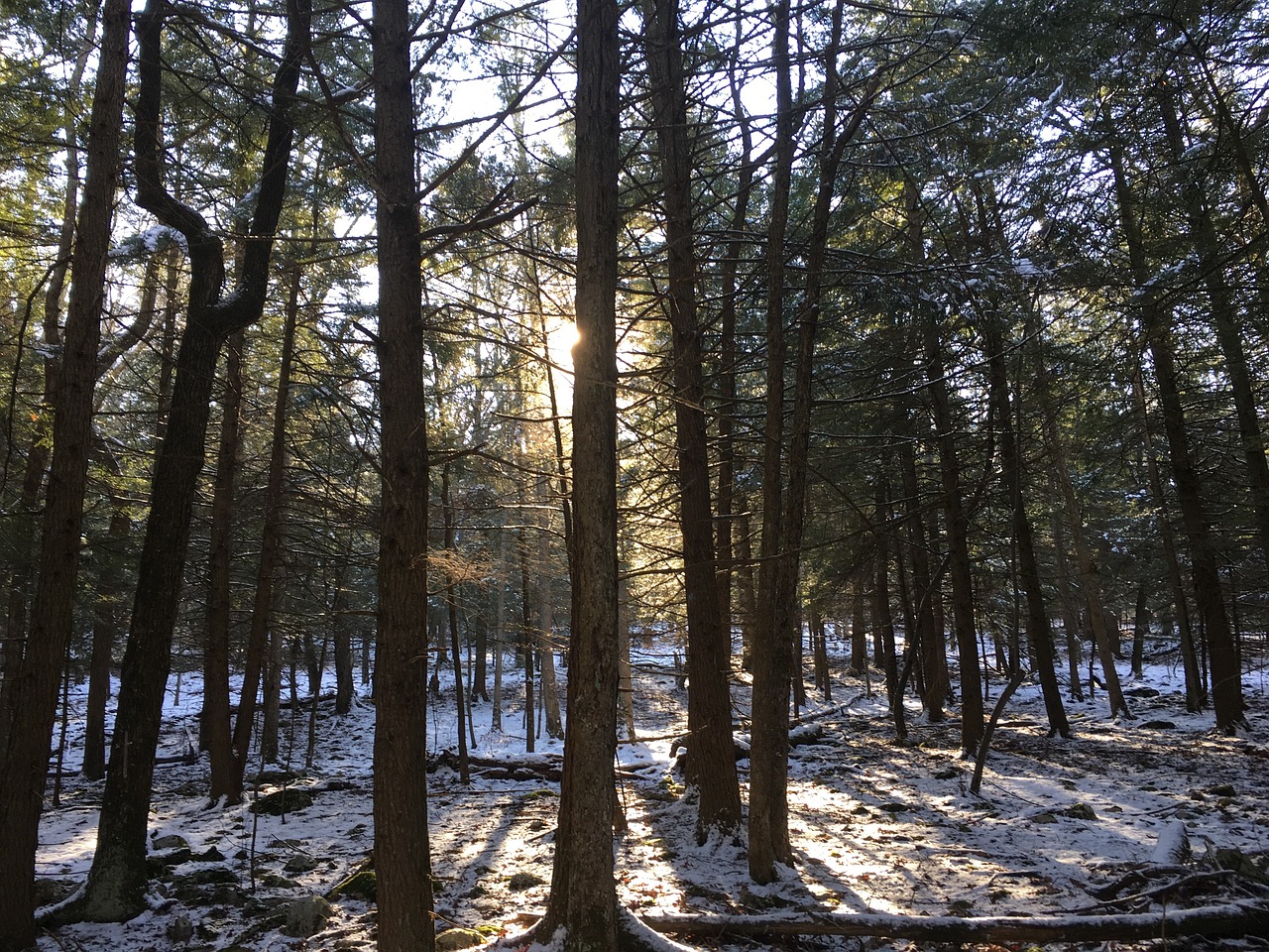 pine trees sunlight shining free photo