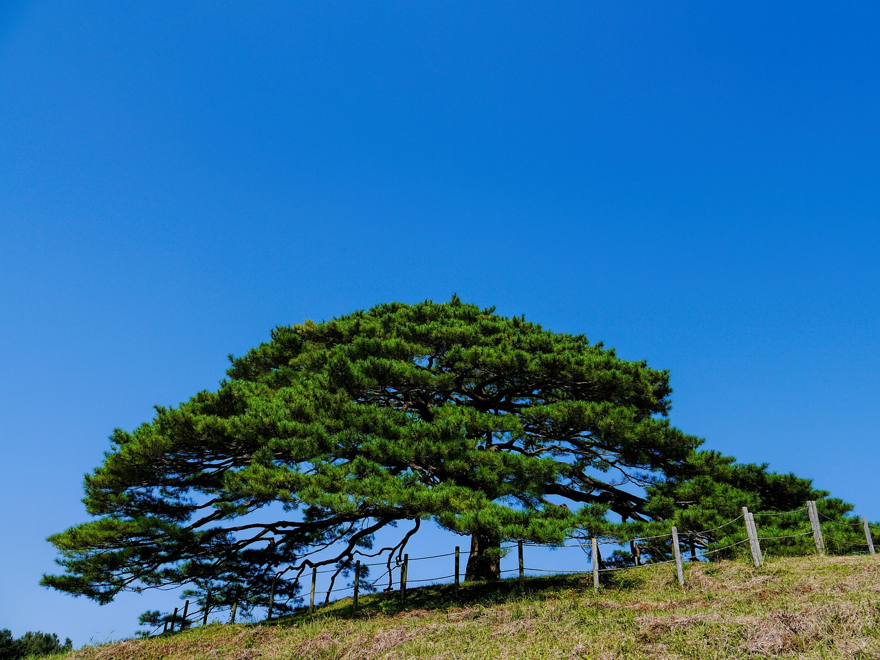 pine trees pine plant free photo