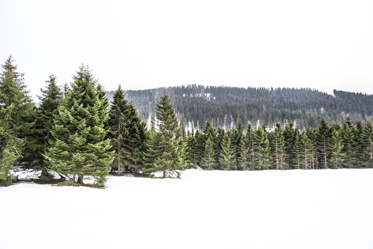 pine trees winter white free photo