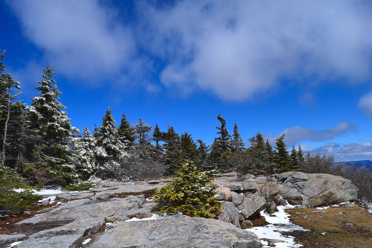 pine trees sky nature free photo