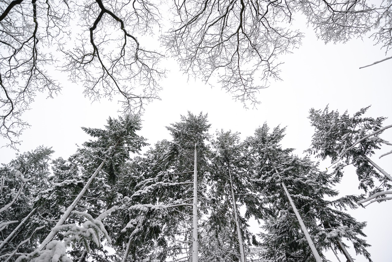 pine trees winter white free photo