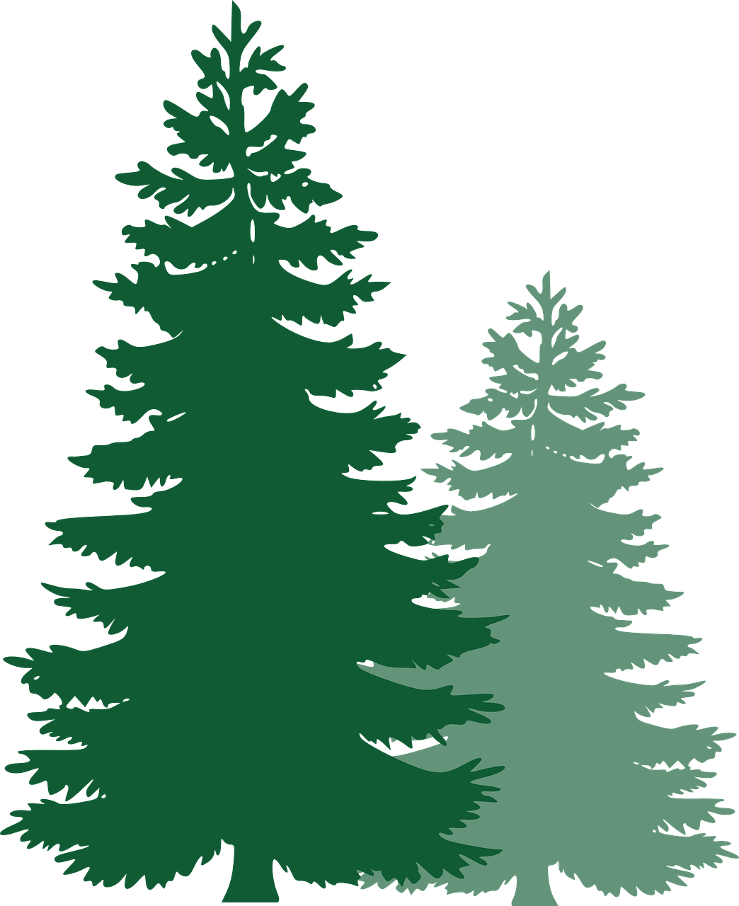 pine trees spruce trees evergreen trees free photo