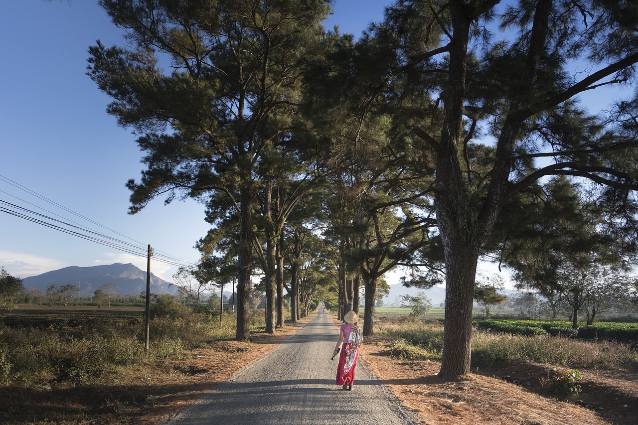 pine trees  gia lai  two free photo