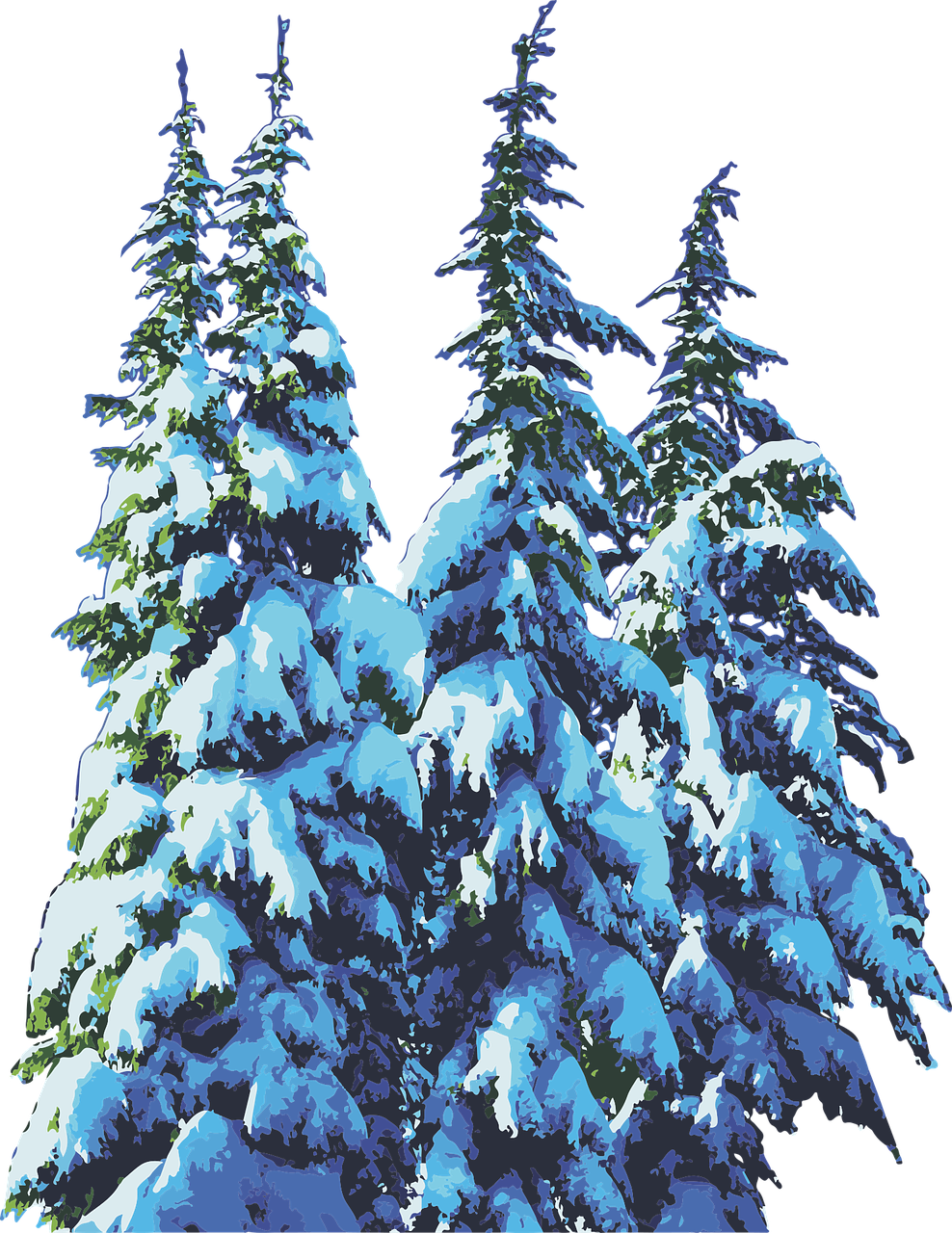 pine trees  snow  winter free photo