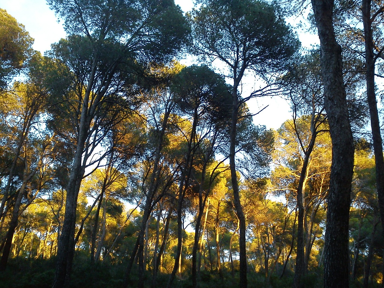 pine trees trees mallorca free photo