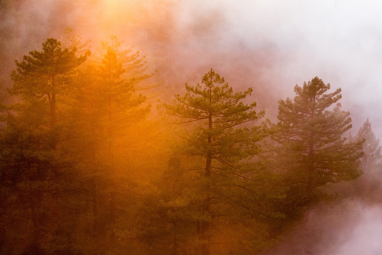 pine trees conifers forest free photo