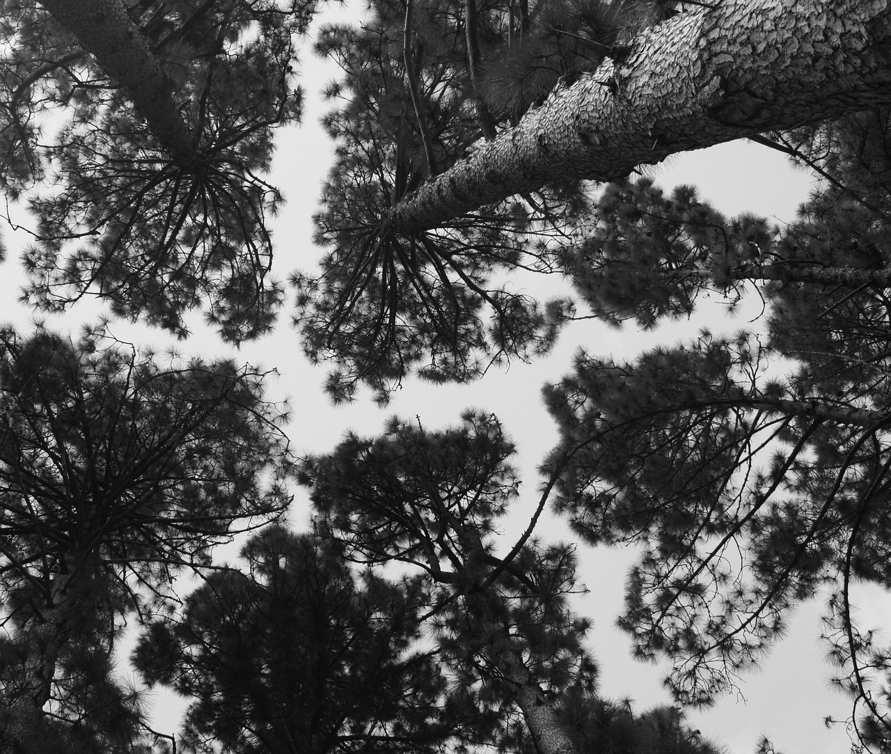 pine trees sky forest free photo