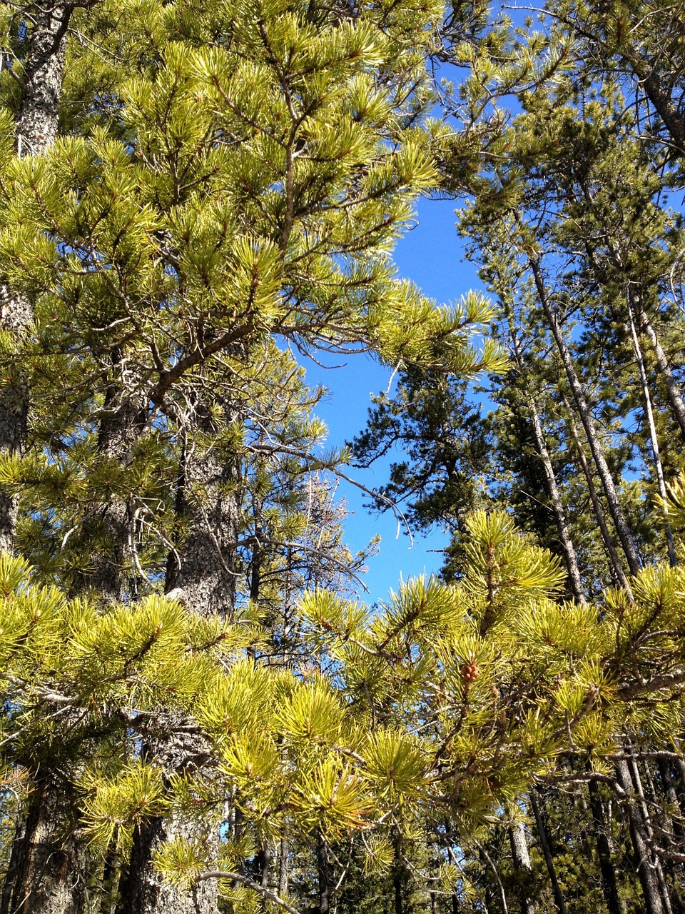 pine trees sky view with trees pine free photo