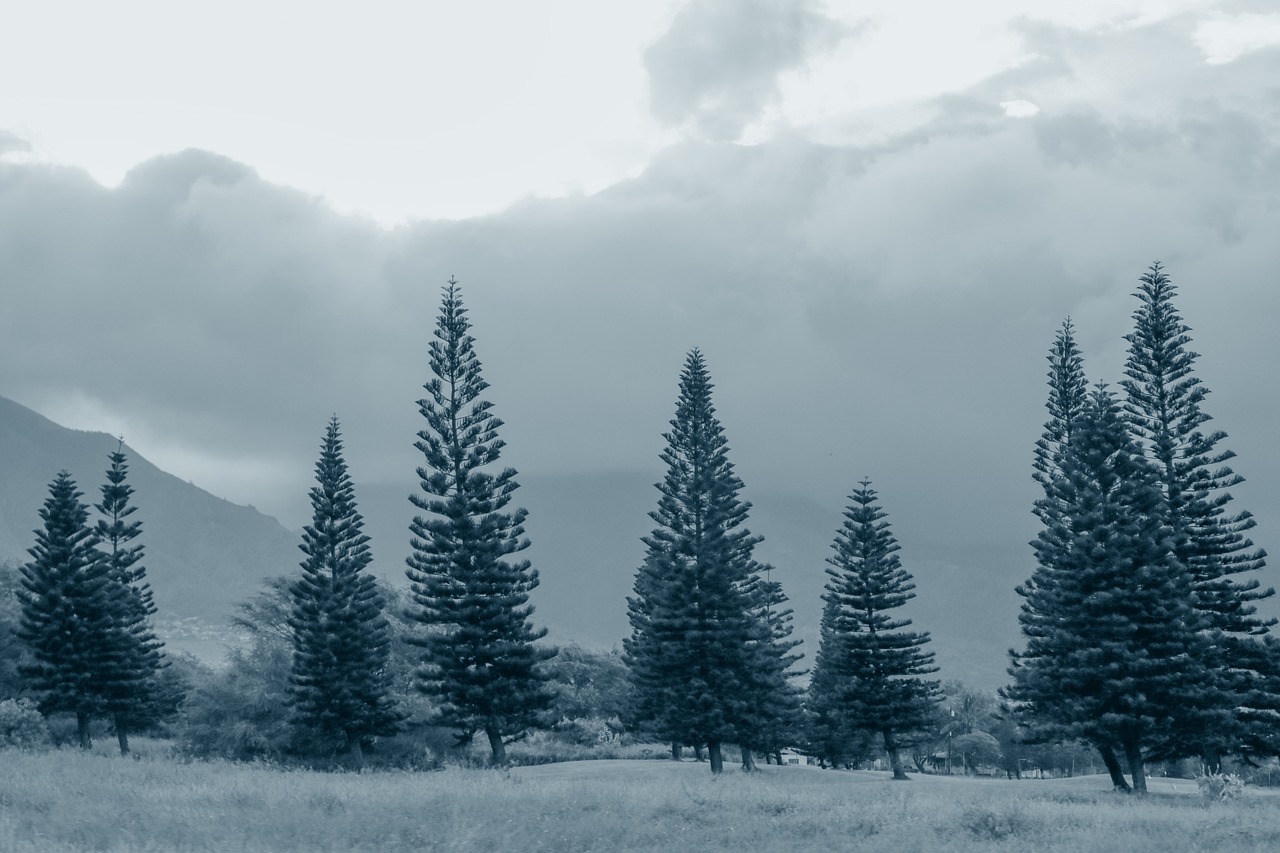 pine trees fog gray free photo