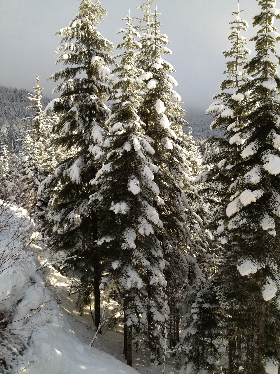 pine trees snow winter free photo