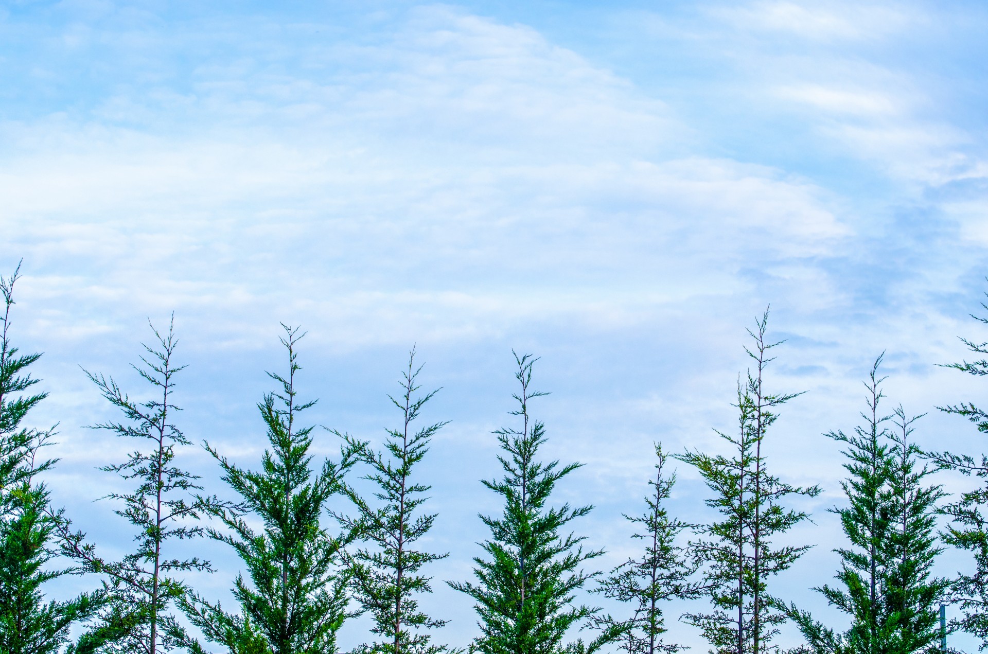 tree branch branches free photo