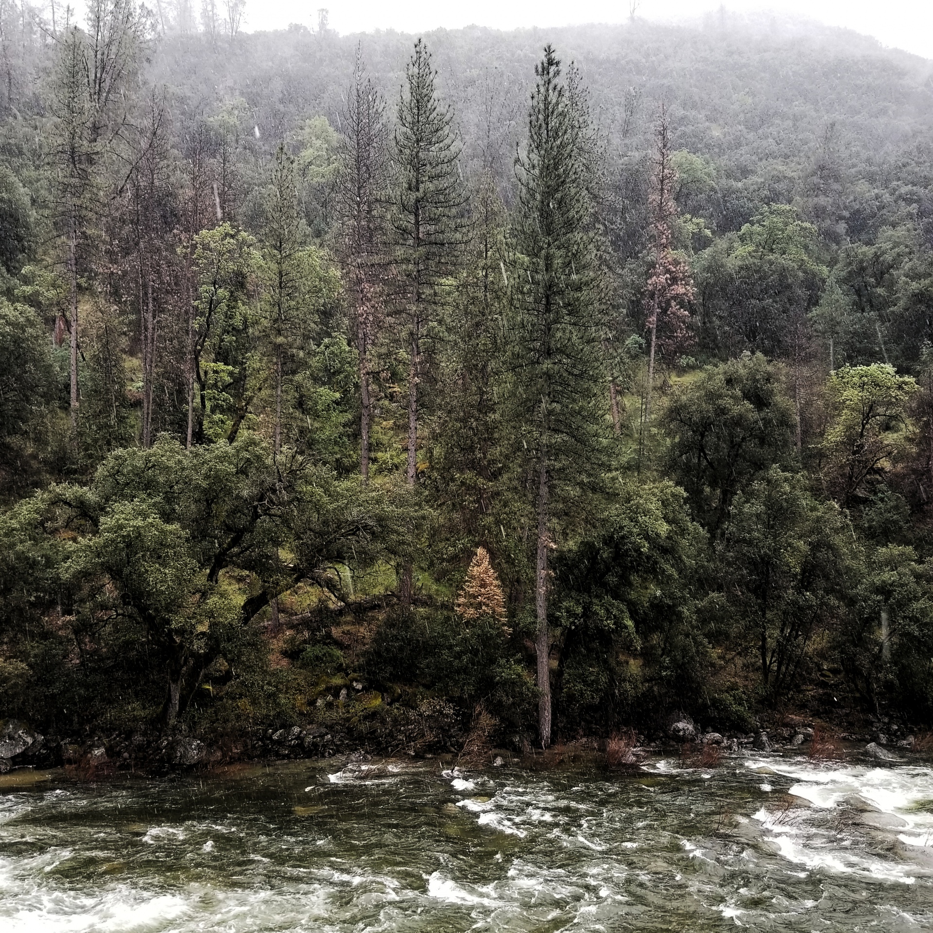 landscape trees river free photo