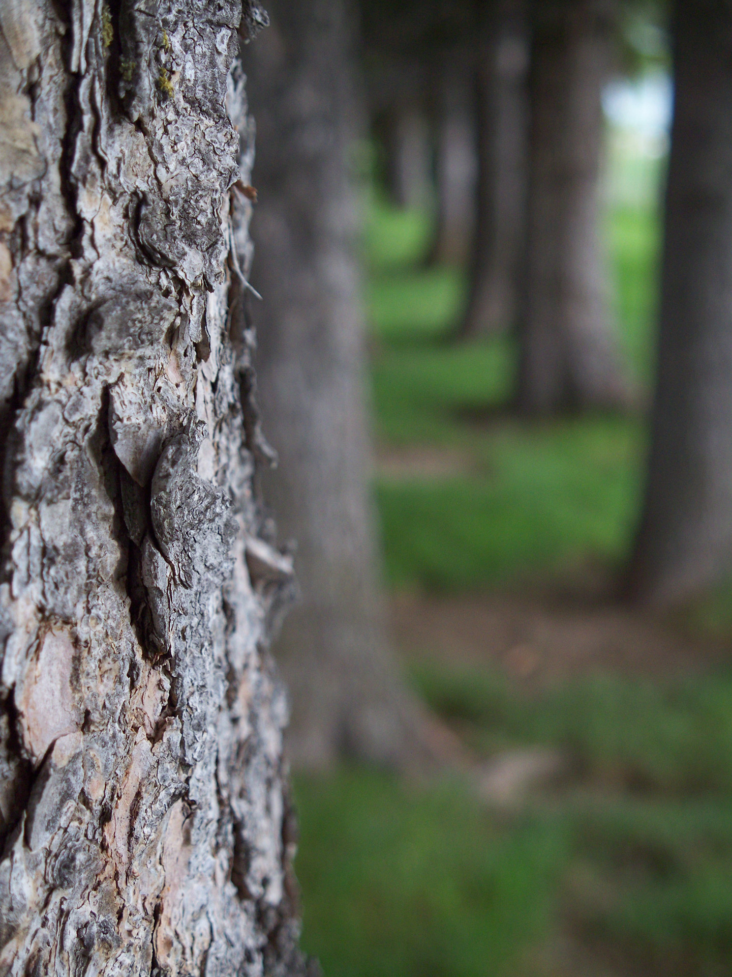 pine trees pine trees free photo