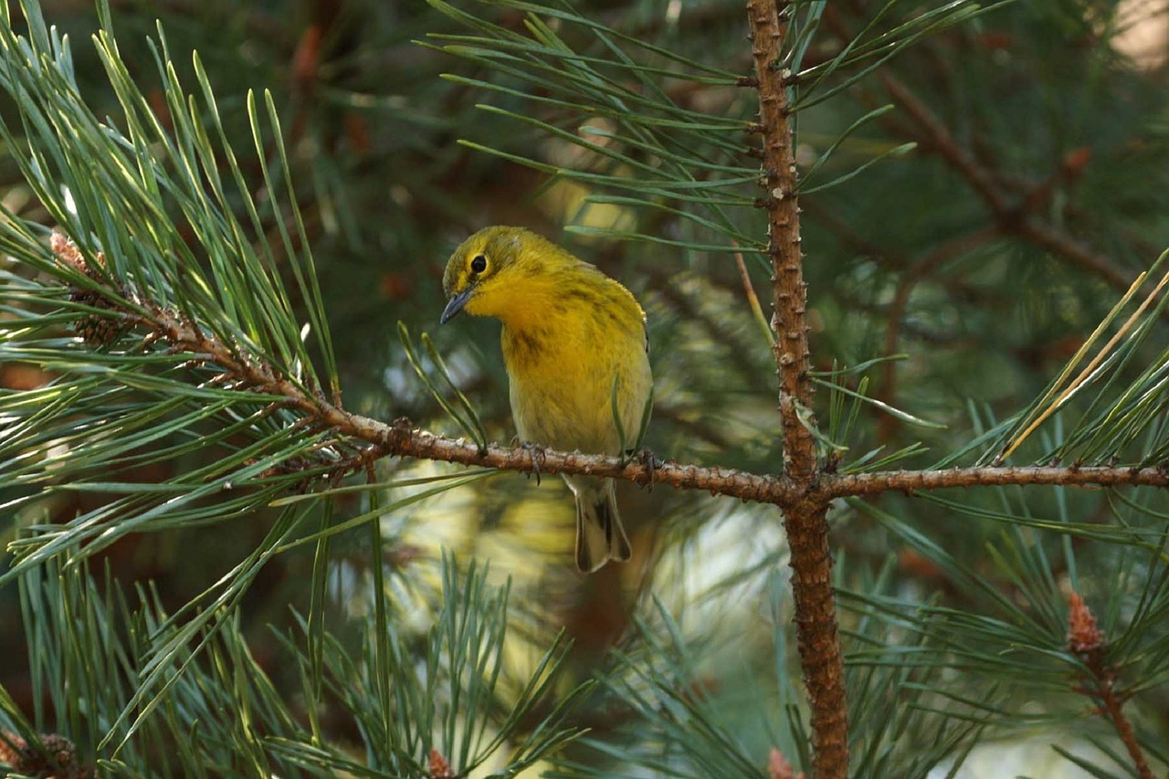 pine warbler bird wildlife free photo