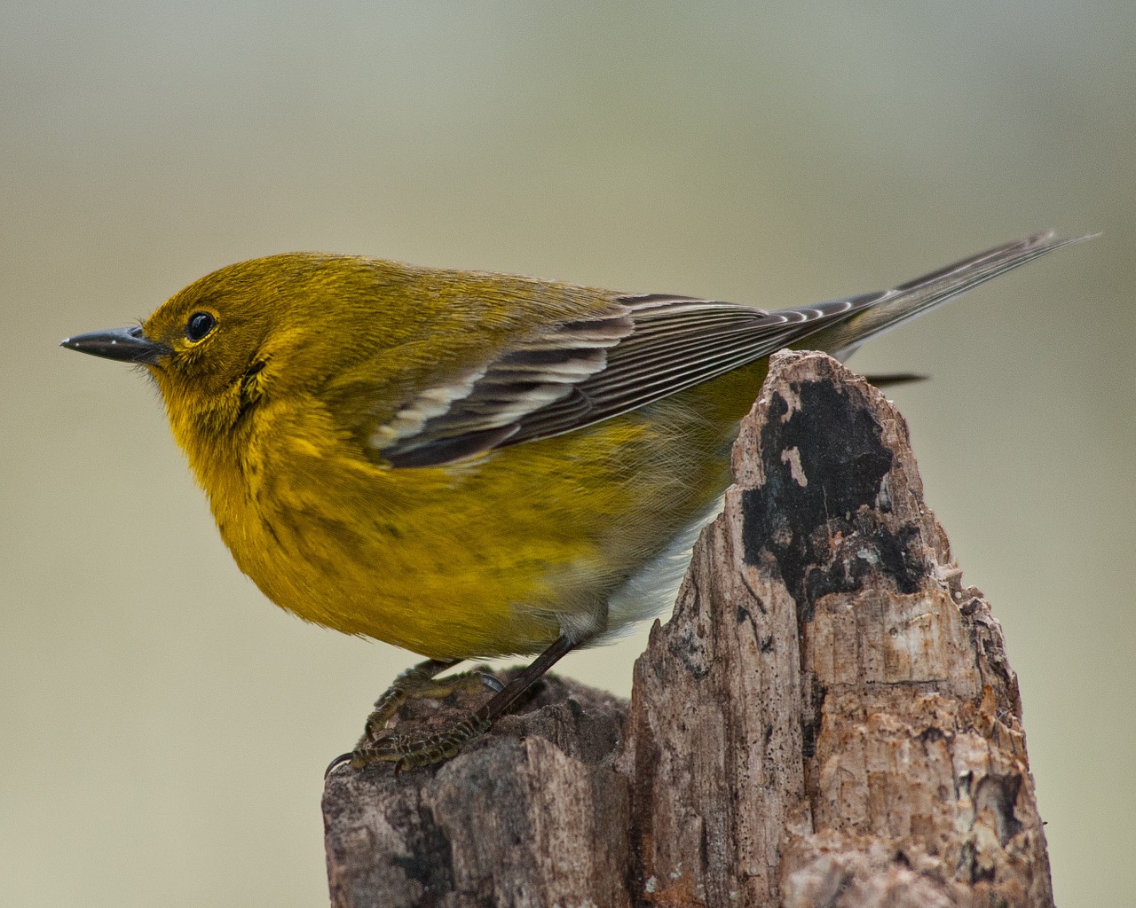 pine warbler warbler bird free photo