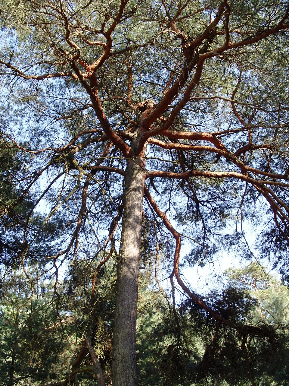 pine wood pine nature free photo