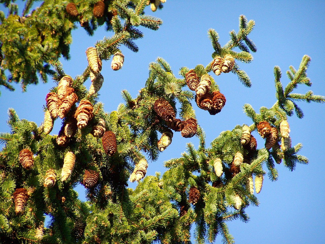 pine wood cone crop blue sky free photo