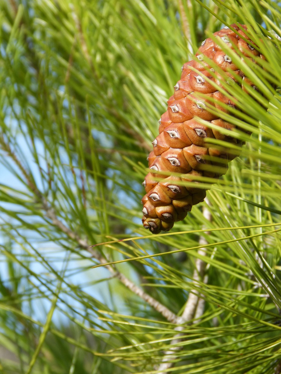 pineapple pine needles free photo