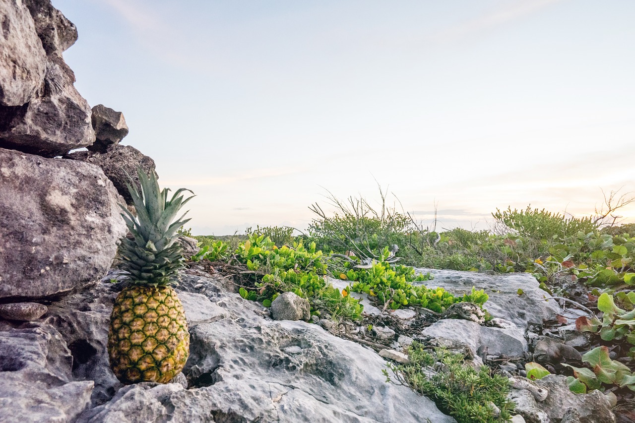 pineapple rocks fruit free photo