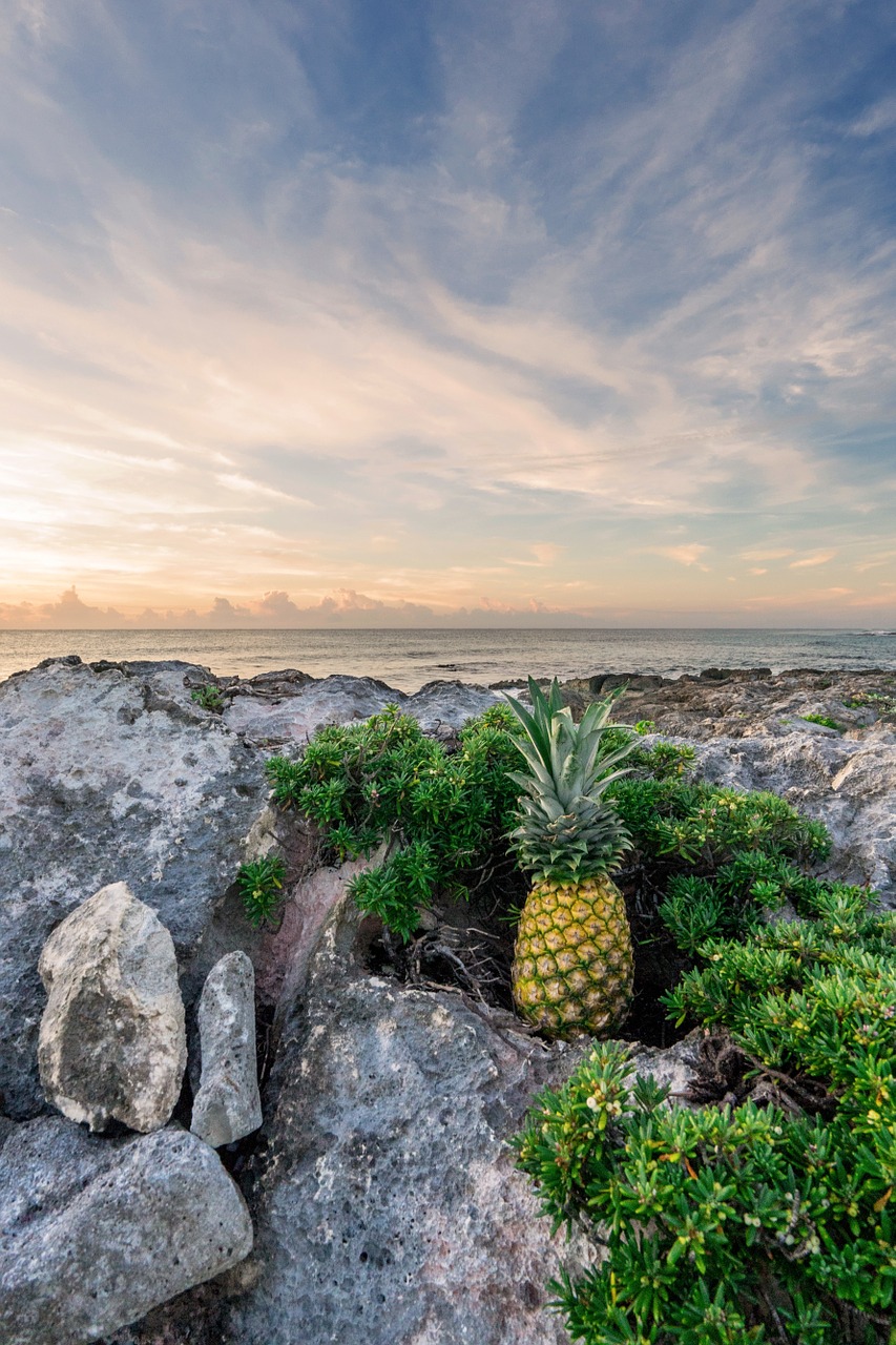 pineapple rocks sunrise beach free photo