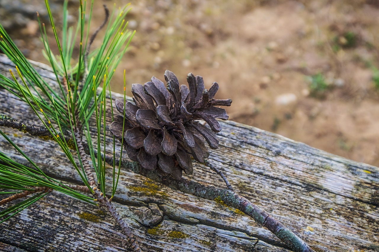 pineapple dried pineapple nature free photo