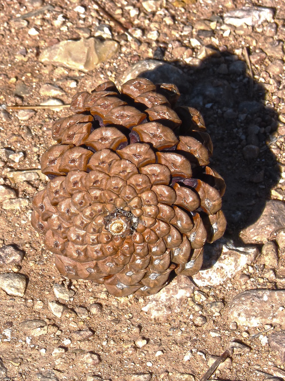 pineapple spiral geometry free photo