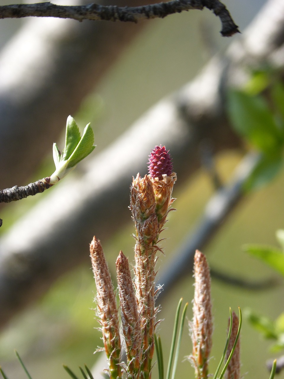 pine bud pine fruit free photo