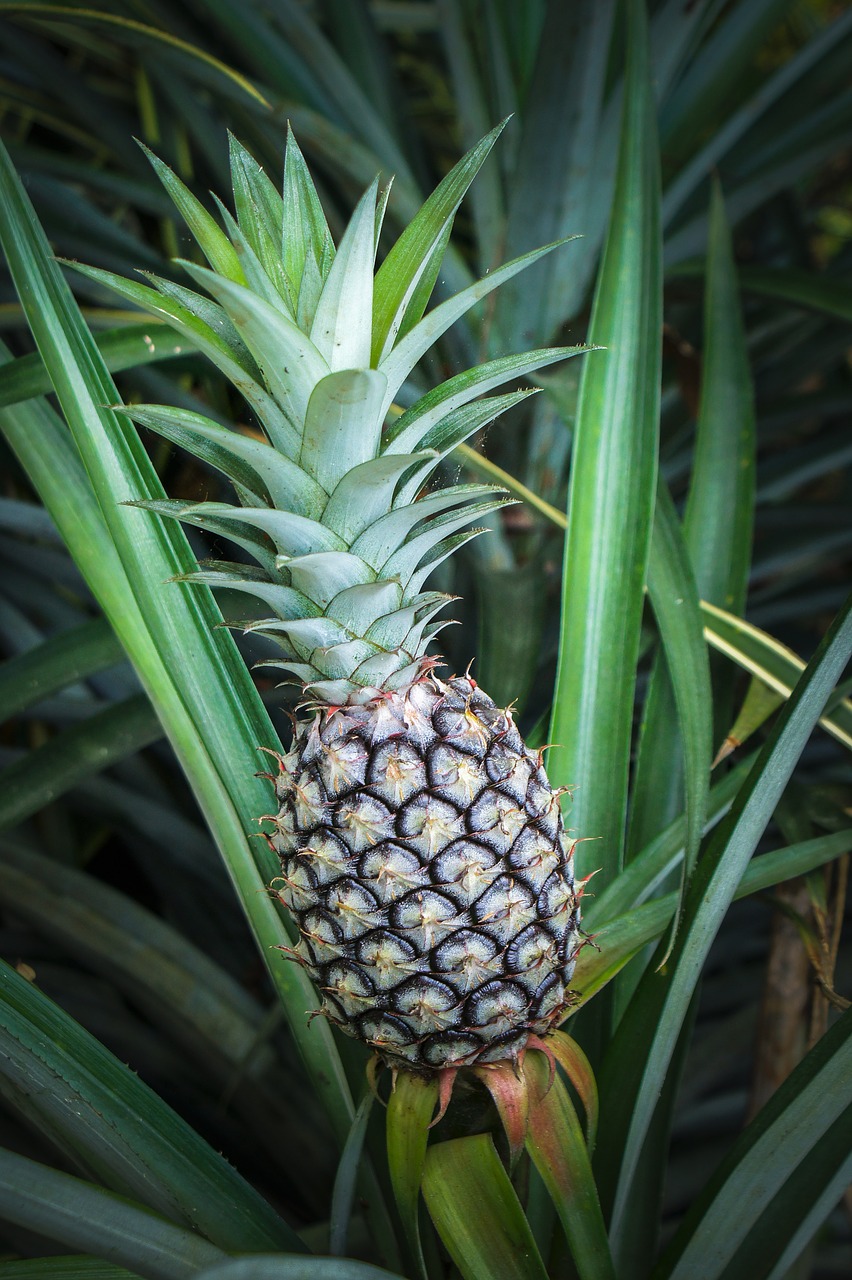 pineapple tropical fruit free photo