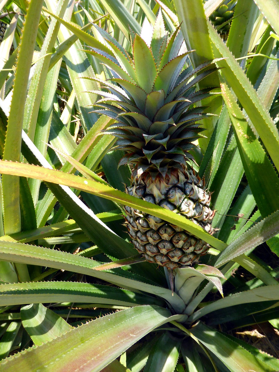 pineapple fruit tropical free photo