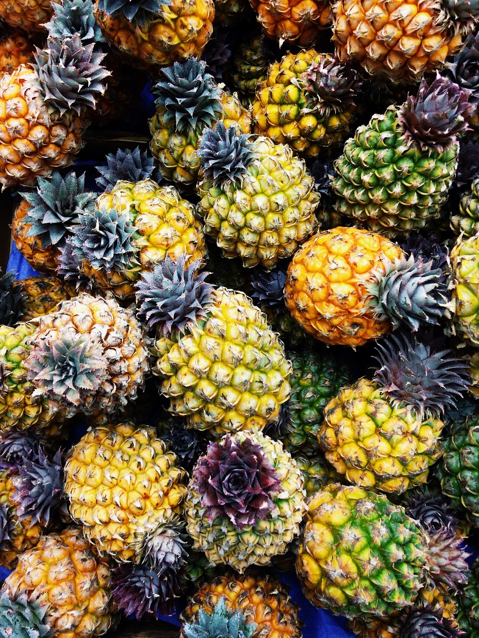 pineapple italy vacation free photo