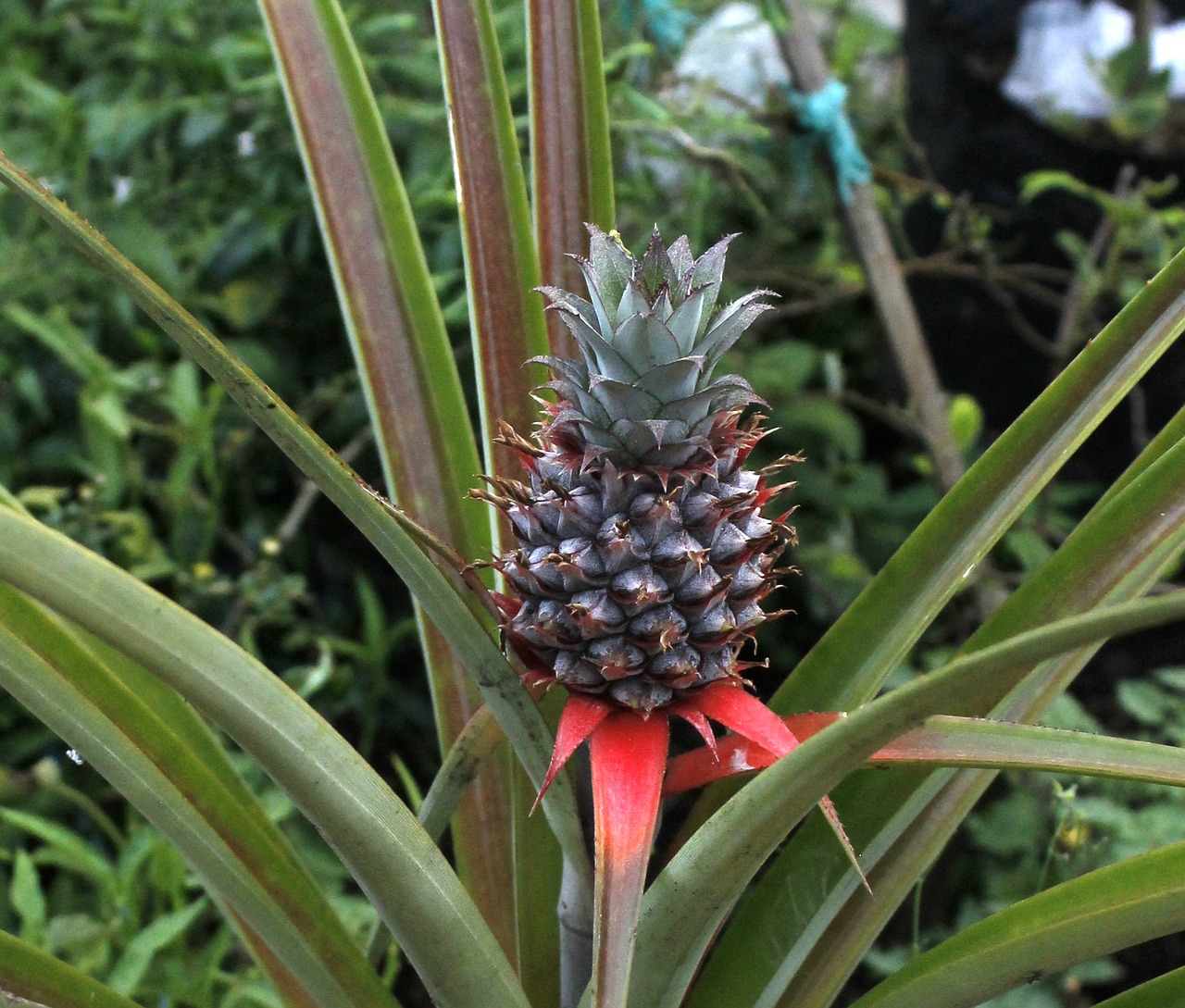 pineapple fruit plant free photo