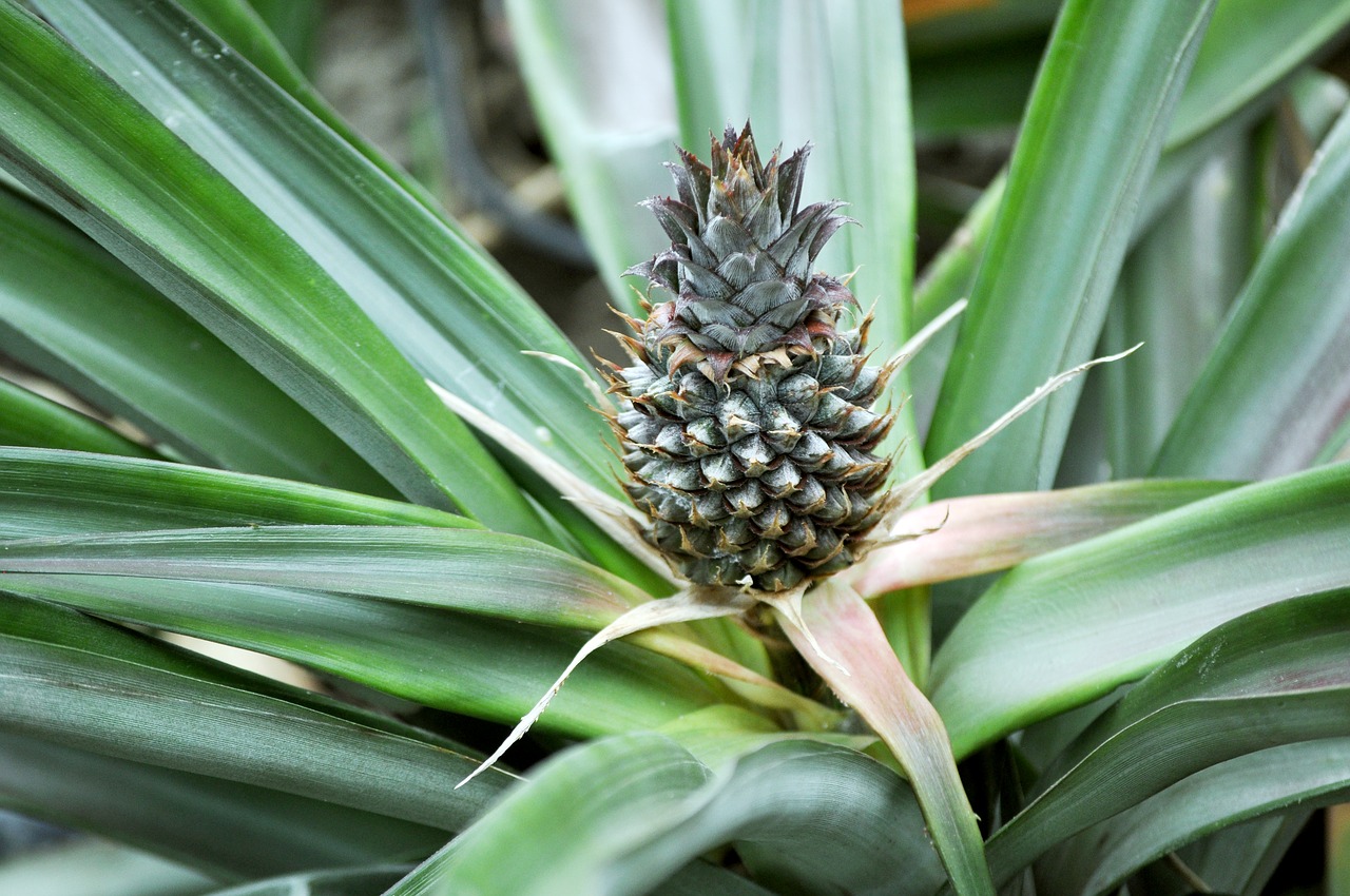 pineapple fruit tropical free photo