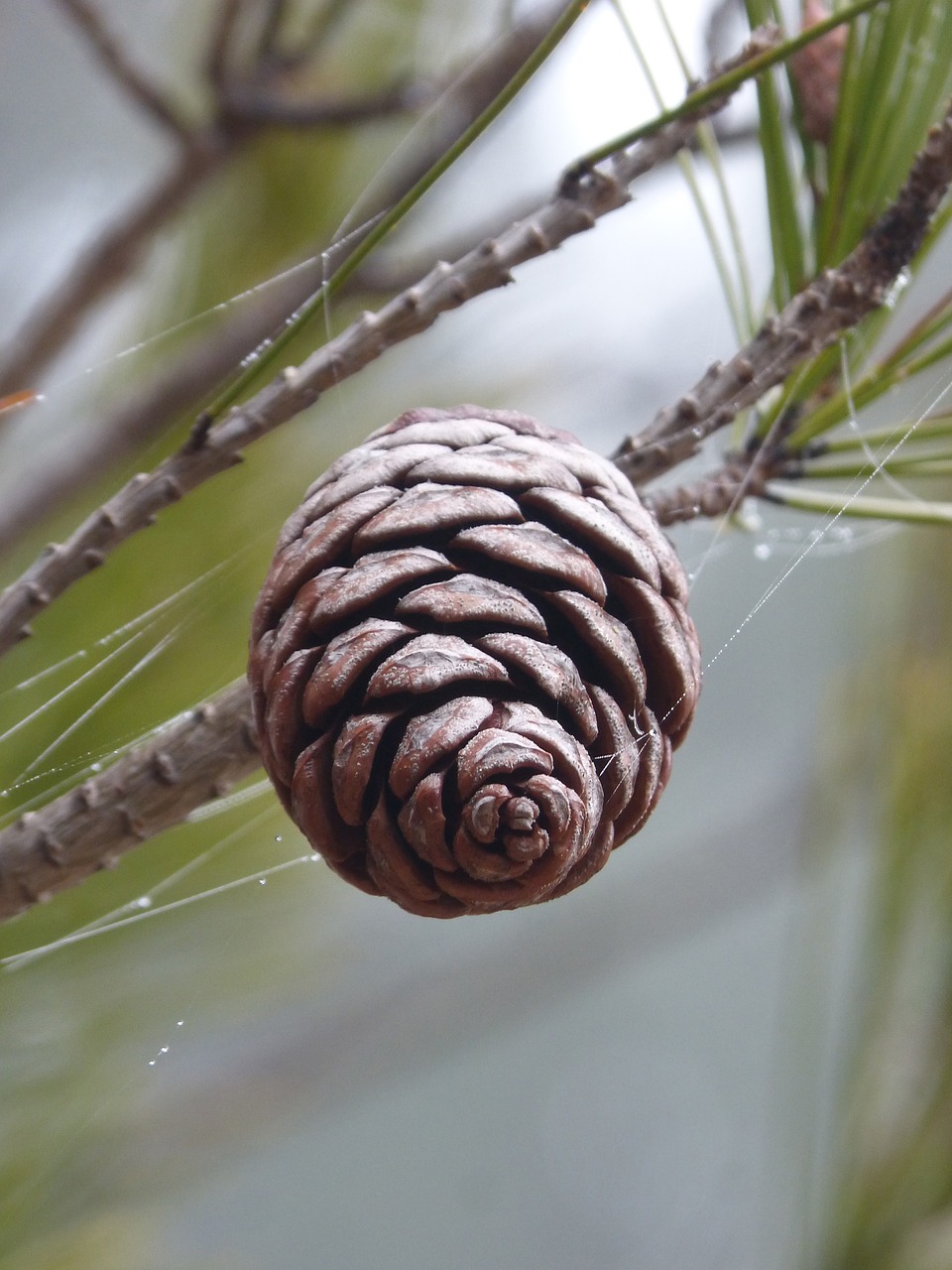 pineapple pine fog free photo