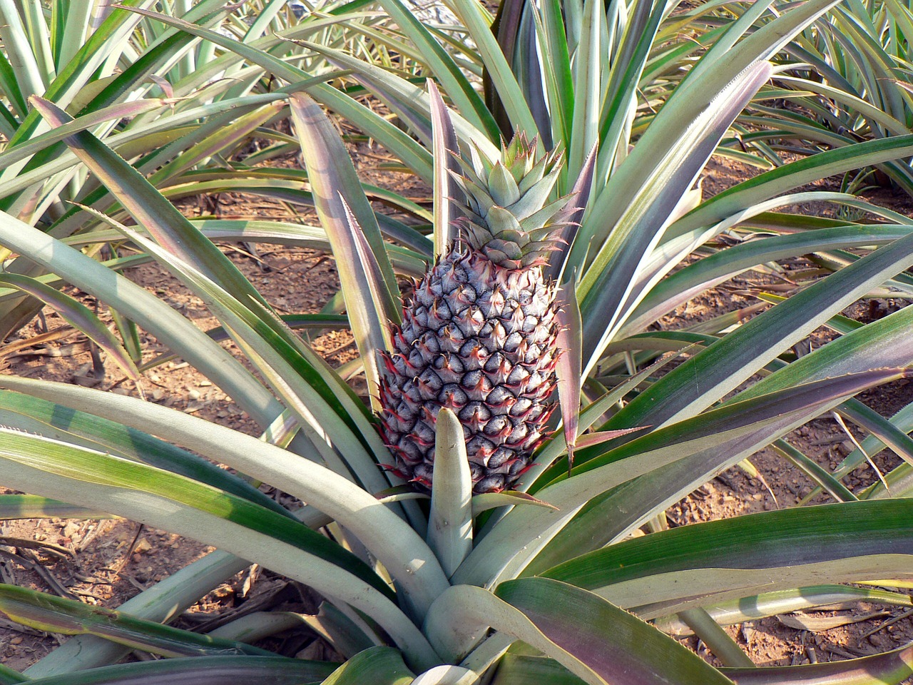 pineapple culture agricultural free photo