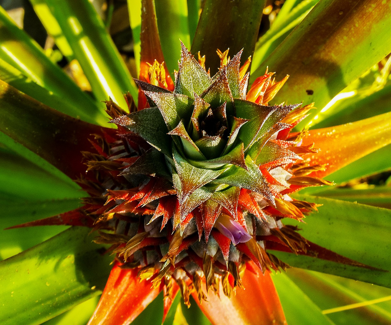 pineapple fruit plant free photo