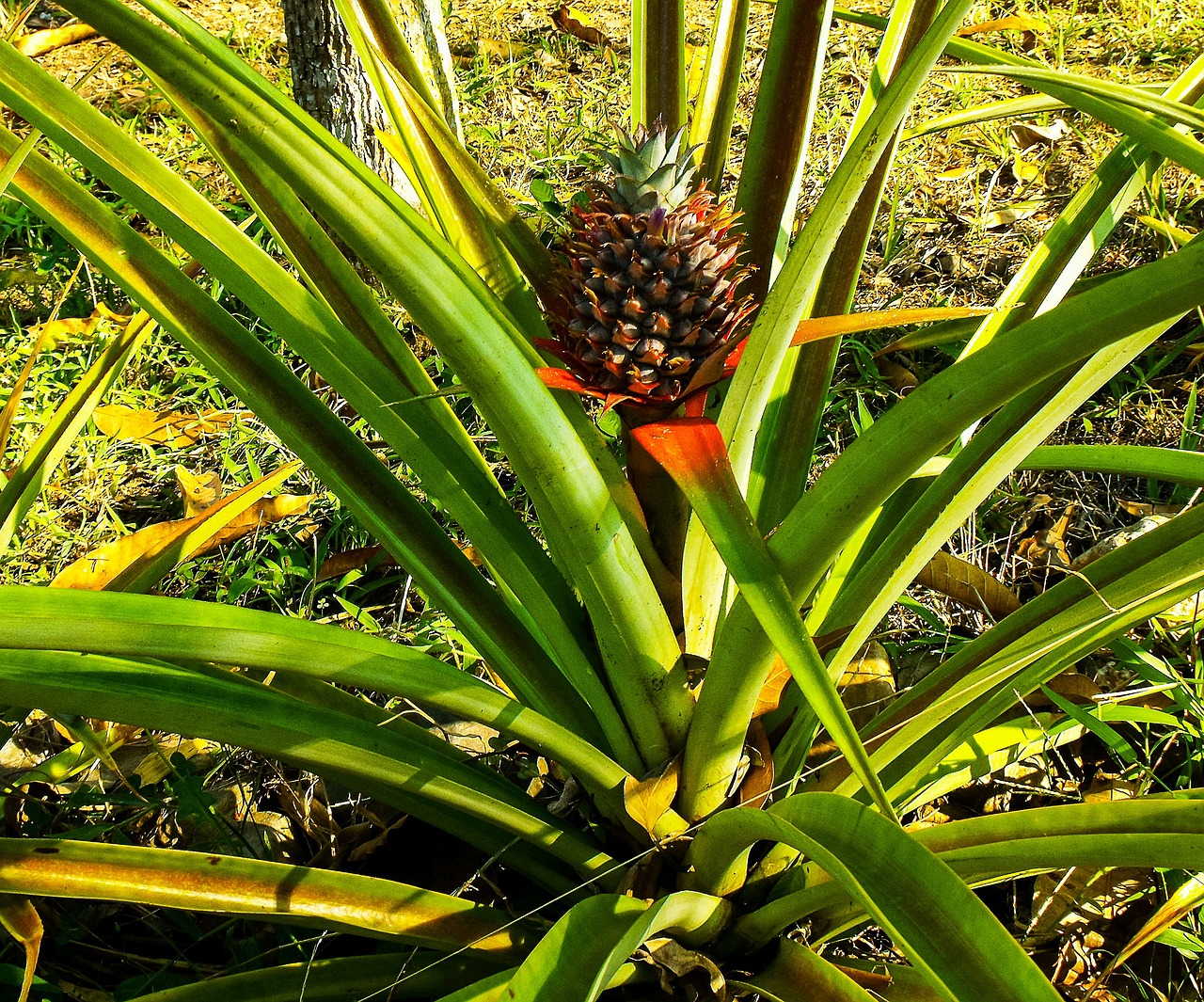 pineapple fruit plant free photo