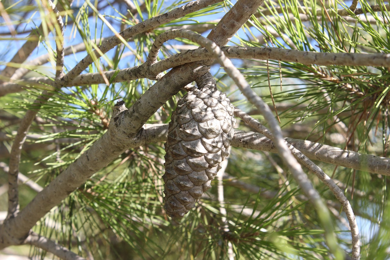 pineapple pine seeds free photo