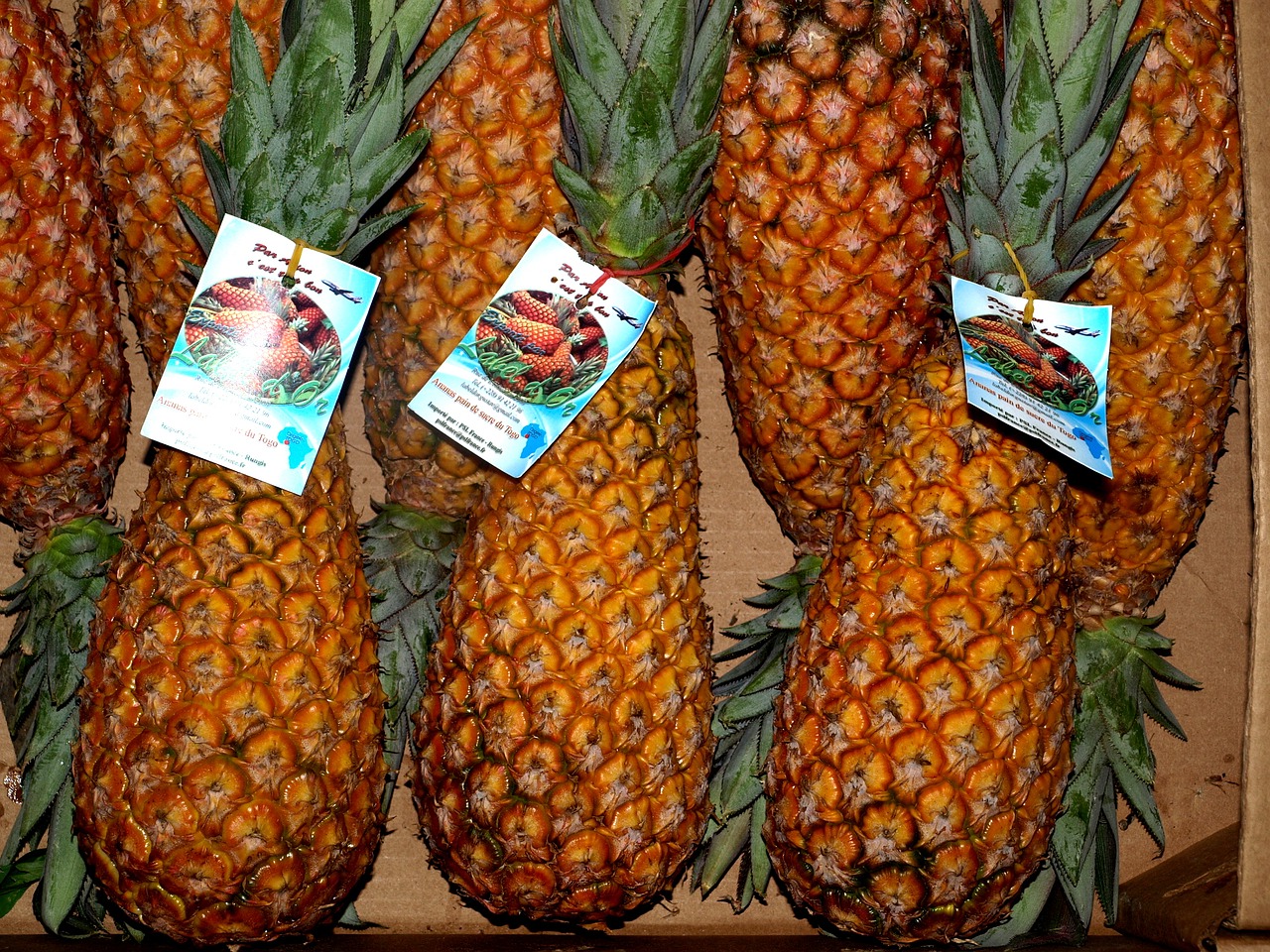 pineapple food fruit free photo