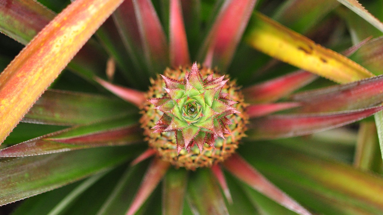 pineapple fruit food free photo