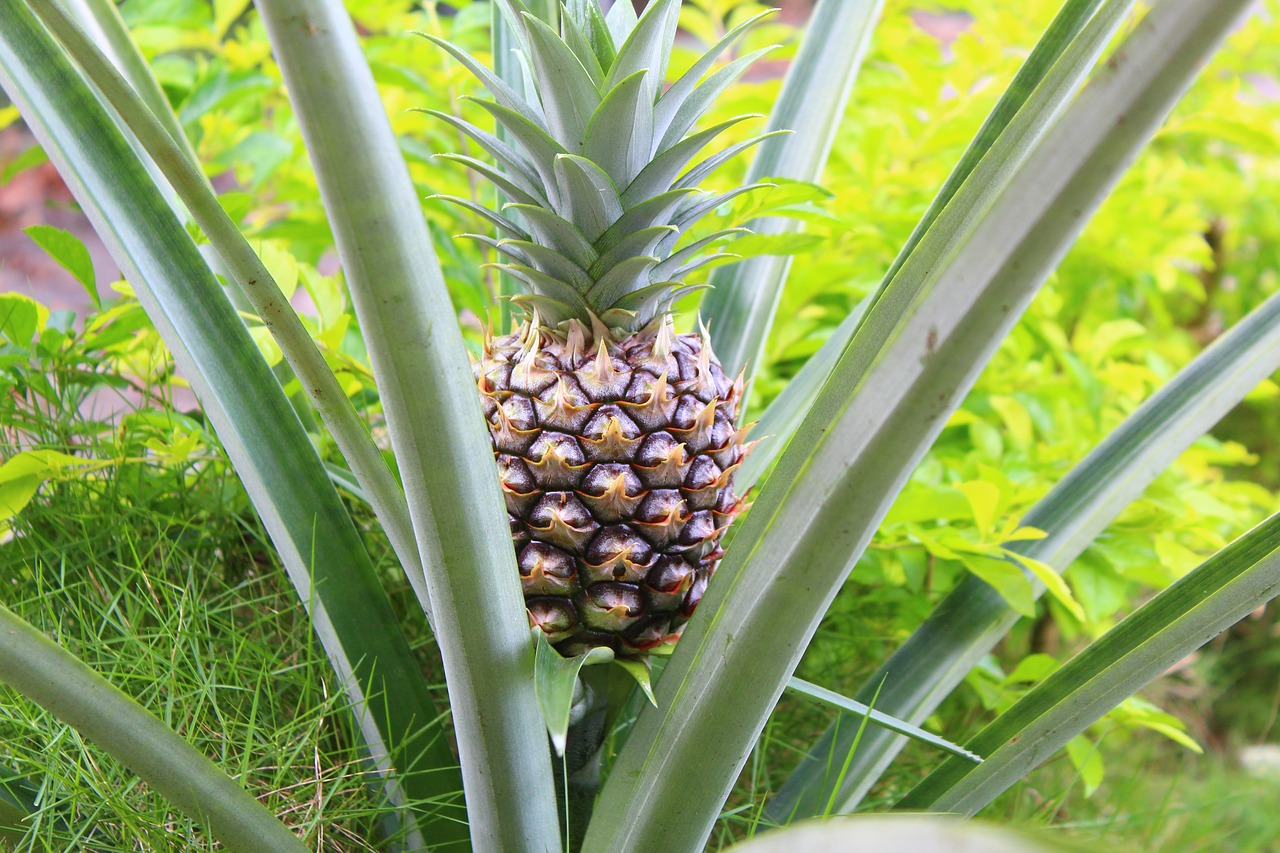 pineapple fruit natural free photo