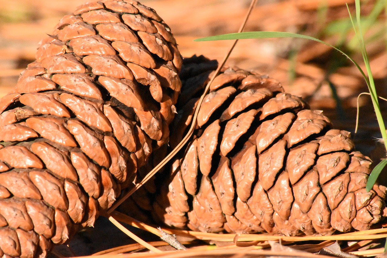 pineapple pine fruit nature free photo