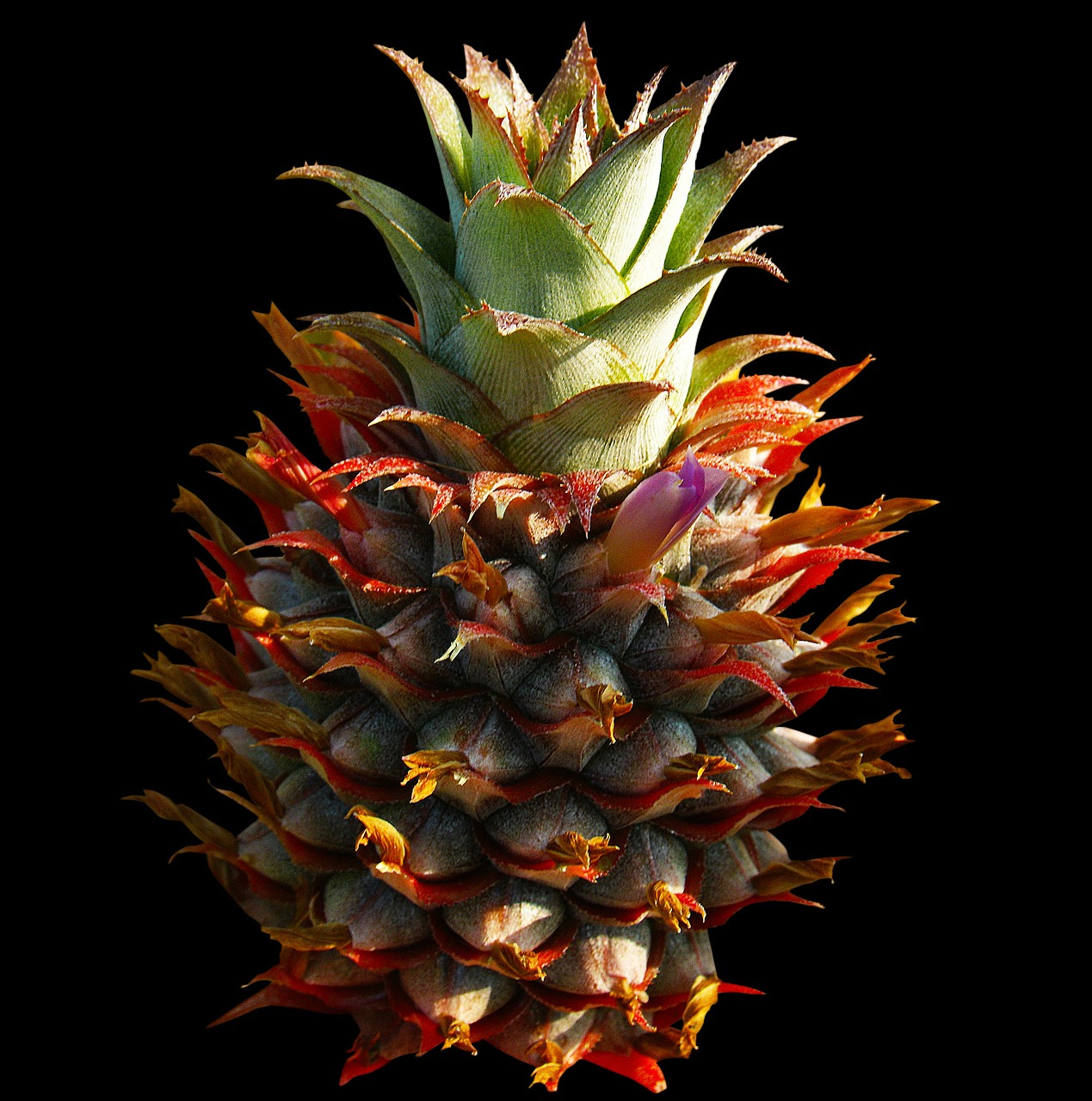 pineapple fruit free pictures free photo